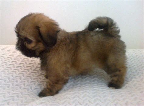 See more of shih tzu puppies on facebook. shih tzu puppies | Edinburgh, Midlothian | Pets4Homes