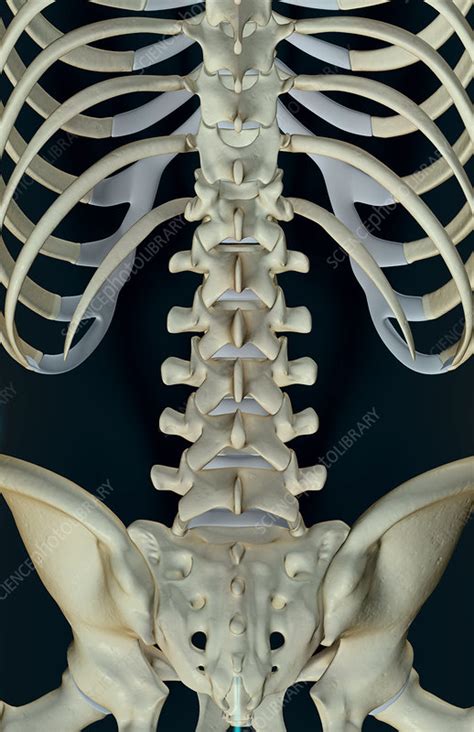 Back Bones In This Article We Explain Their Function What They Are
