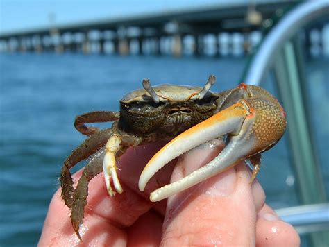 However, it may have something to do with the maintenance involved in keeping a musical instrument in fit condition. Fiddler Crabs: Characteristics, nutrition, curiosities and ...