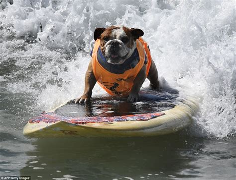 Surf City Surf Dog Competition Brings Up Amazing Photos Of