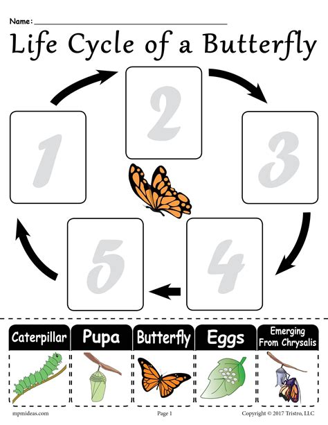 Life Cycle Of A Butterfly Printable Worksheet Butterfly Life Cycle