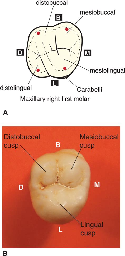 Type Traits That Differentiate Maxillary Second From First Molars