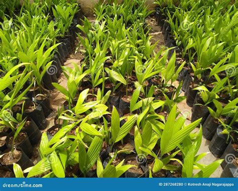 Areca Nut Farming: Cultivating Nature S Treasure Stock Photo - Image of