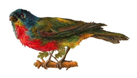 Antique Images Bird Clip Art Victorian Bird Die Cut Of Rainbow