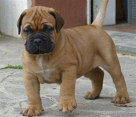 17 Best Images About Bullmastiff On Pinterest English Mastiff Puppies