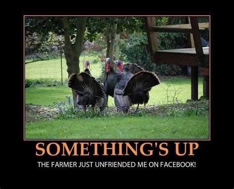 Fb For Turkeys Fall Autumn Equinox Thanksgiving Pinterest Funny