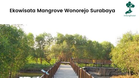 Profil Singkat Ekowisata Mangrove Wonorejo Surabaya Update 2023