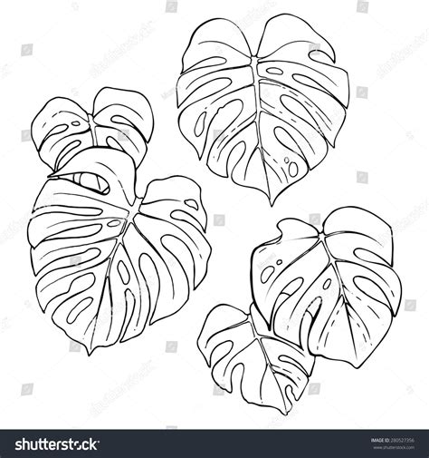 Monstera Leaf Drawing Flower Drawing How To Draw Hands