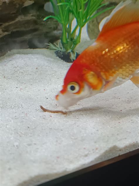 Is This A Healthy Goldfish Poop Stop Eating It Rgoldfish