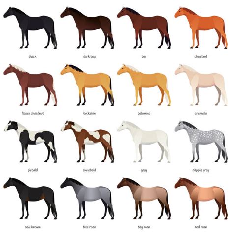 Paint Horse Illustrations Royalty Free Vector Graphics And Clip Art Istock