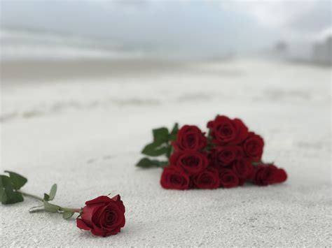 Free Images Sand White Texture Flower Petal Red Romance Roses
