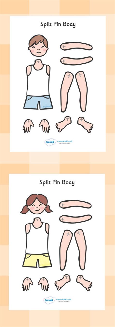 Split Pin Bodies Body Preschool Preschool Activities Classroom