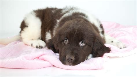 A Look At Newfoundland Dog Colors My Brown Newfies