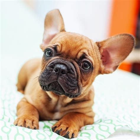 French Bulldog With Puppies 21 949 French Bulldog Puppy Images Free
