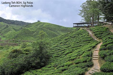 Di ladang teh boh atau boh tea plantation ni korang perlu menaiki kenderaan ringan menyusuri jalannya yang kecil, sempit dan penuh dengan selekoh. Ladang Teh BOH | Irwandy Mazwir | Flickr