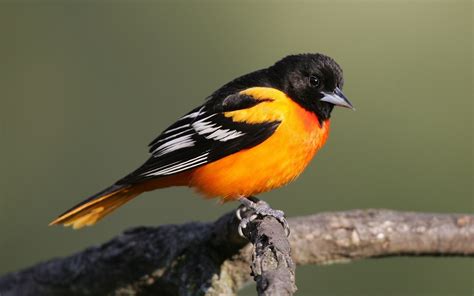 Oriole New World Facts Types Diet Reproduction Classification