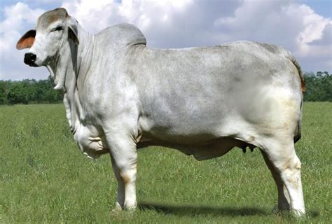 It was bred in the united states from 1885 from cattle originating in india, imported at various times from the united kingdom, from india and from brazil; American Brahman cattle was the first breed of beef cattle ...