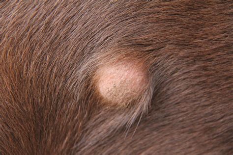 Button Tumor Histiocytoma On Labrador Retriever Pets People And Life