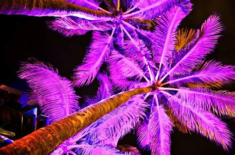 Neon Light On Palm Trees Ocean Drive Miami Neon Palm Tree Palm