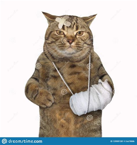 'had i renewed the policy we wouldn't have been. Cat with the broken leg stock image. Image of clinic ...