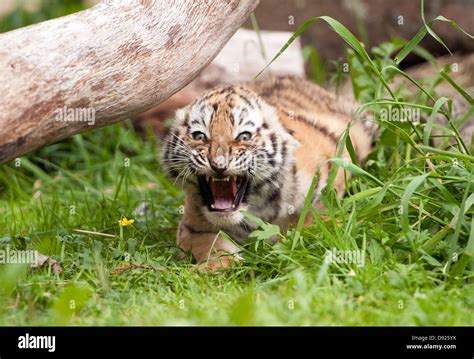 Eight Week Old Female Amur Tiger Cub Snarling Stock Photo Alamy
