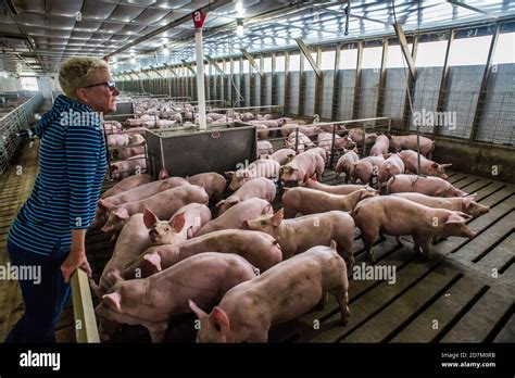 Agricultural Farm Breeding Pens For Pigs Hogs Swine Stock Photo Alamy