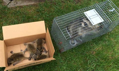 Addair was able to solve our problem quickly. Raccoon Maternity Season & Wildlife Removal - Columbus ...