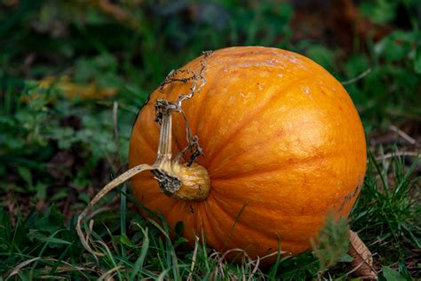 Ein garten voller blumen, in dem ich von frühling bis zum herbst säe, pflege und schneide, das macht mich glücklich. Kürbis aus dem Garten Foto & Bild | pflanzen, pilze ...