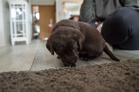 If you have any questions about this process, feel free to contact the lab processing the dna samples. Labrador Retriever puppies - 5 weeks | Hólabergs Kilja ...