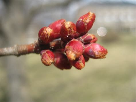 Trees Red Maple Buds And Flowers