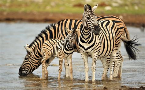 Top 20 Most Cute And Dashing Zebra Wallpapers In Hd