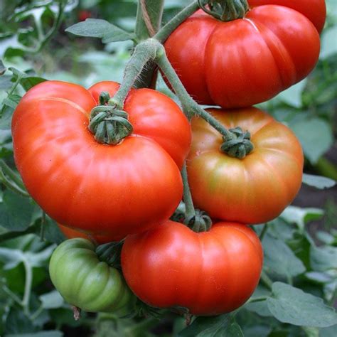 Round Tomato Marmande Solanum Lycopersicum De Bolster Organic Seeds