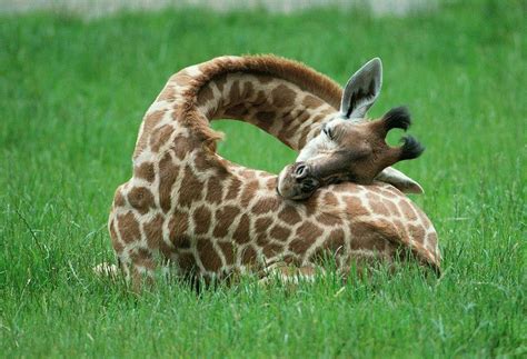This Is How A Baby Giraffe Sleeps Aww