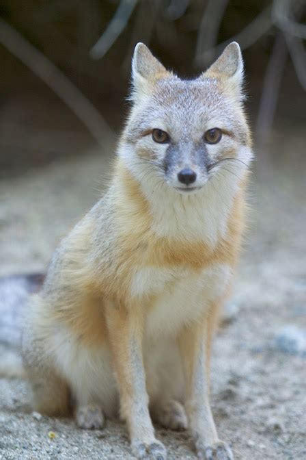 Zoo Project Swift Fox