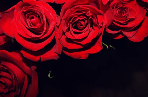 Download Red Black Flower Wallpaper Gallery