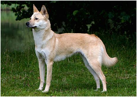The korean jindo originated on jindo island in south korea and was bred to hunt small and large animals including boar and deer. Korean Jindo - Facts, Pictures, Puppies, Personality ...