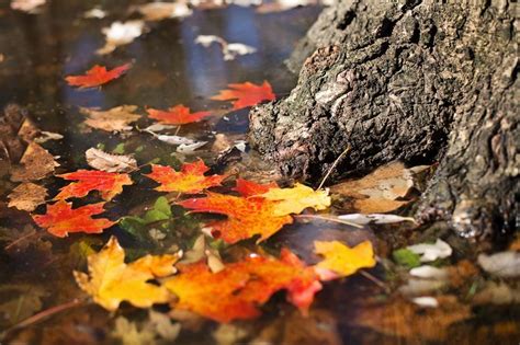 Free Stock Photo Of Autumn Leaves In Lake Download Free Images And