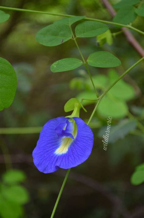 Butterfly pea is an ancient thai herbal plant. 10 Top Health Benefits Of Blue Butterfly Pea Flower Tea ...