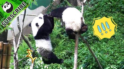 Giant Panda Vs Slim Tree Ipanda Youtube