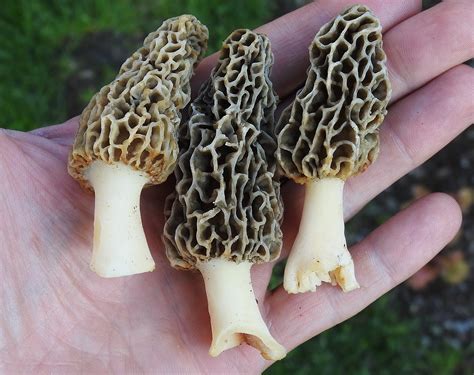 What It Takes To Find Morel Mushrooms Learn Your Land