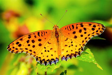 Close Up Focus Photo Of An Orange Lacewing Butterfly On Green Leaf Hd