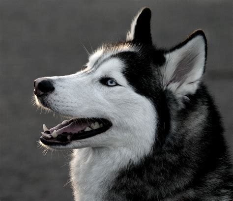 Siberian Husky Popular Dog Breeds