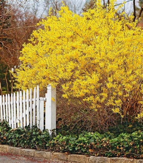 Weeping Forsythia Plant Forsythia Suspensa Seeds Etsy