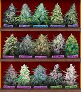 Marijuana Buds And Seeds Photos