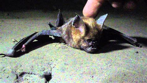 Bat Cave Chamero Gufa Adventure Pokhara Youtube