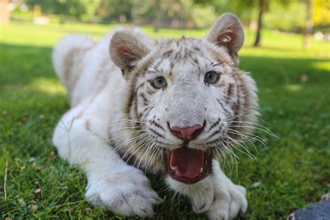 Rare White Tiger Cub Found In Turkey Triples Weight In 4 Months Daily