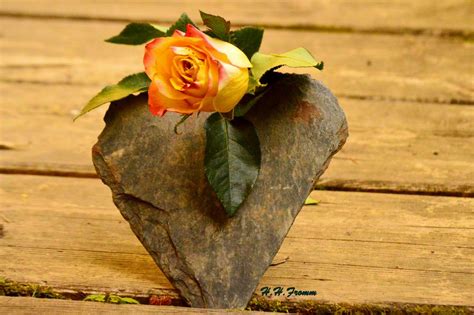 Sammlung von johanneswiblishauser • zuletzt aktualisiert: Stein Herz und schöne Rose / Symbole der Liebe Foto & Bild ...