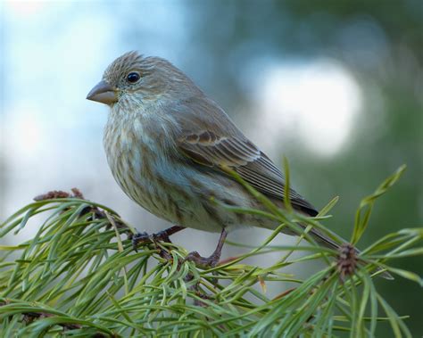 Female House Finch On A Pine Branch Feederwatch