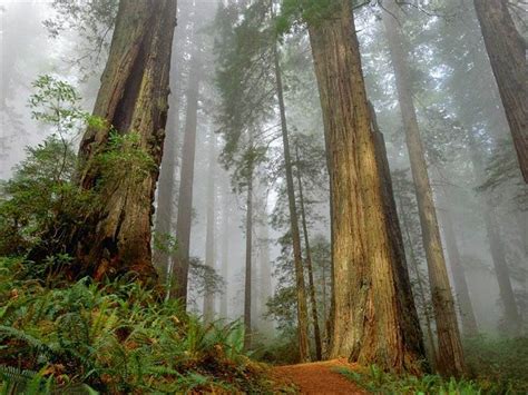 Los Hermosos Bosques De Secuoyas Gigantes En California Las Mejores