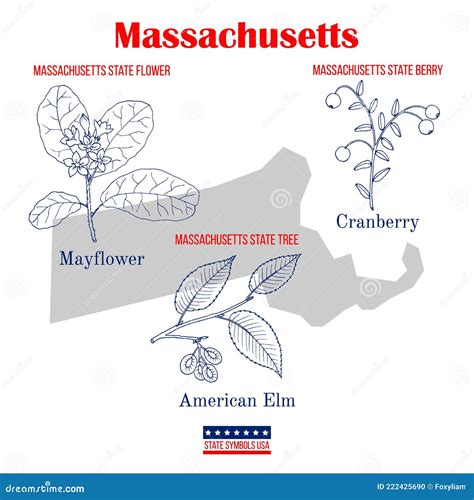 Massachusetts Set Of Usa Official State Symbols Stock Vector Illustration Of Botanical